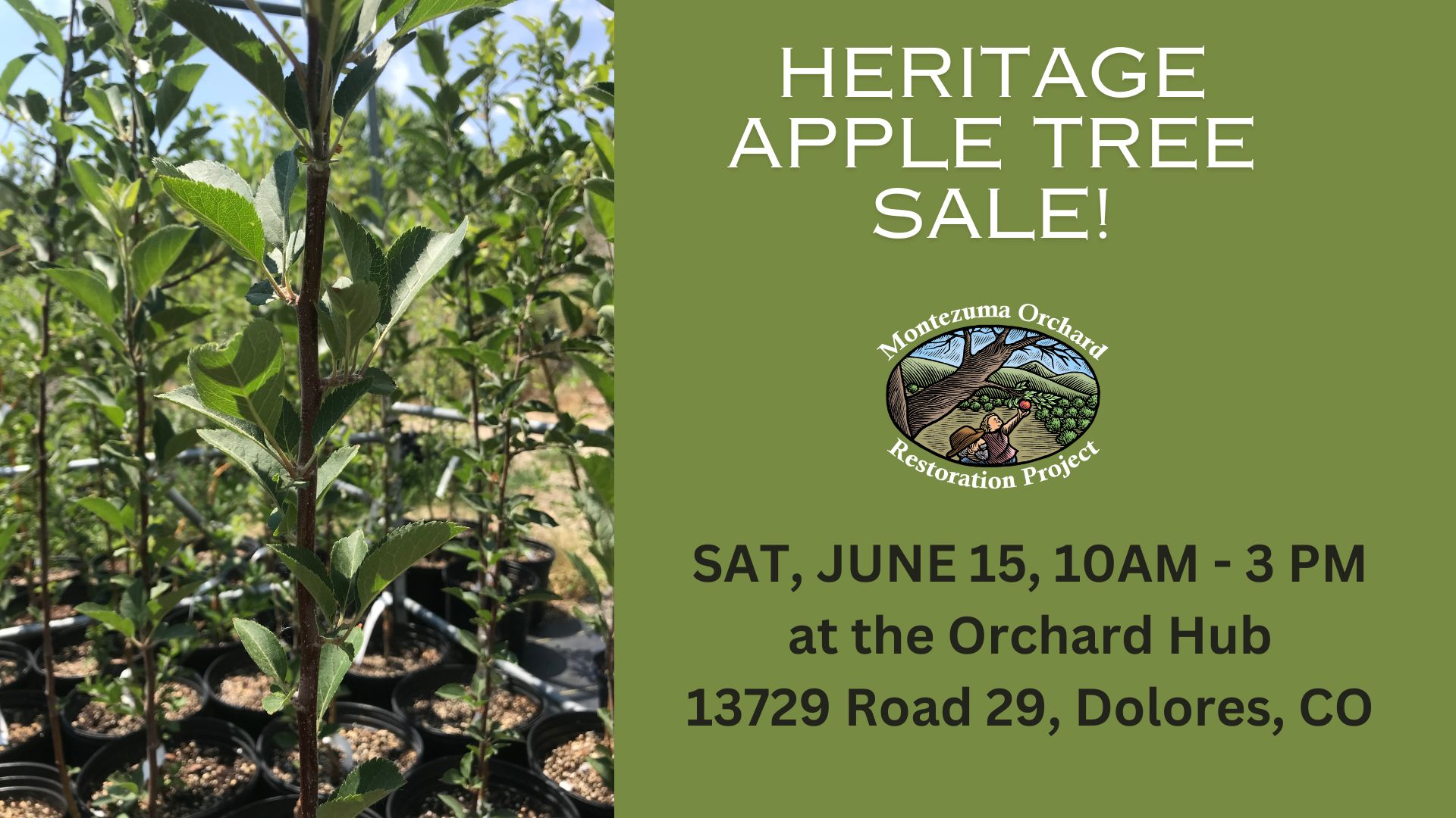 Canva custom creation