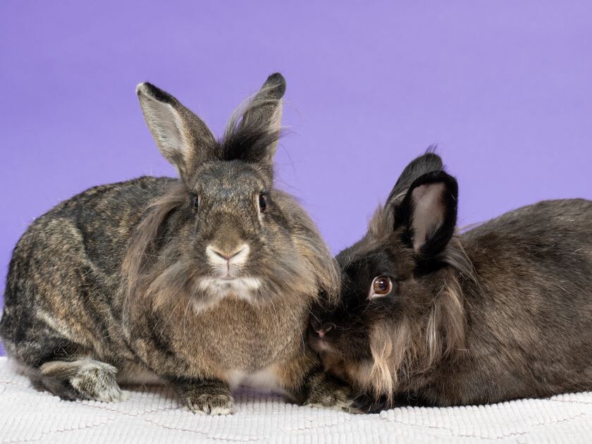 Donate to House Rabbit Society