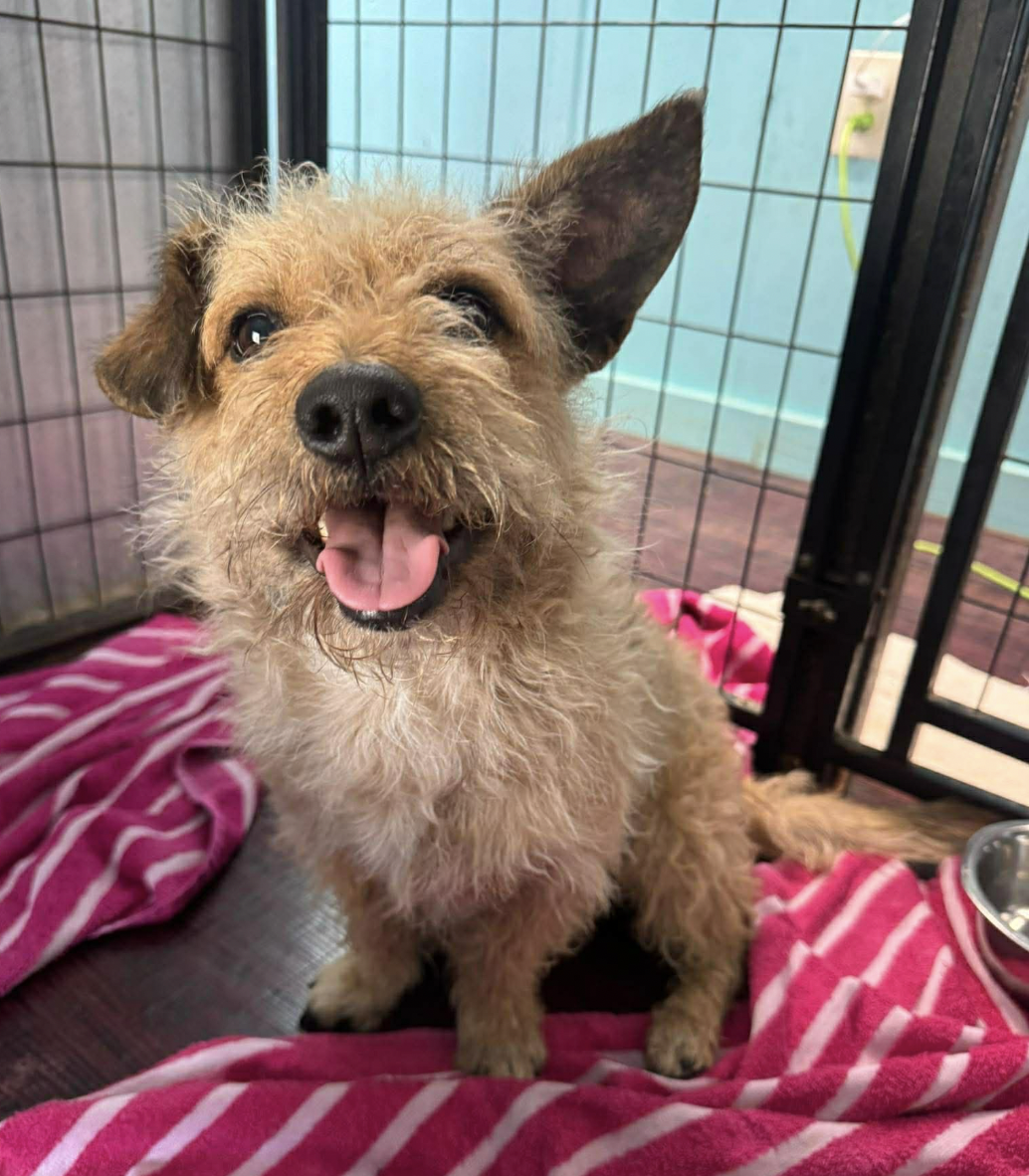 Campaign cover for An Honest Update About the Dogs in Our Care