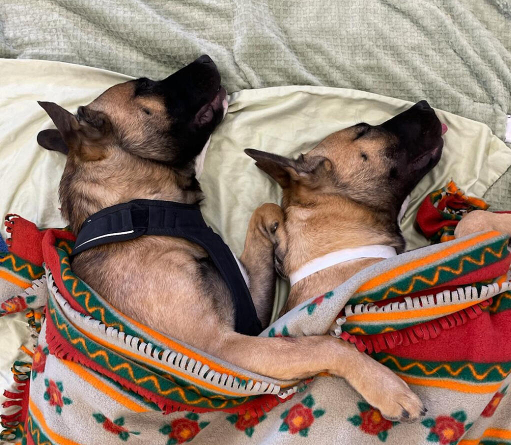 Campaign cover image for Whisker Watts