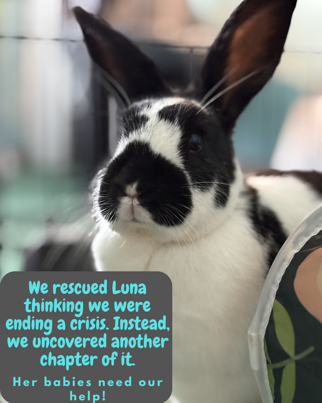 Campaign cover image for A Safe Haven for Luna and Her Kits