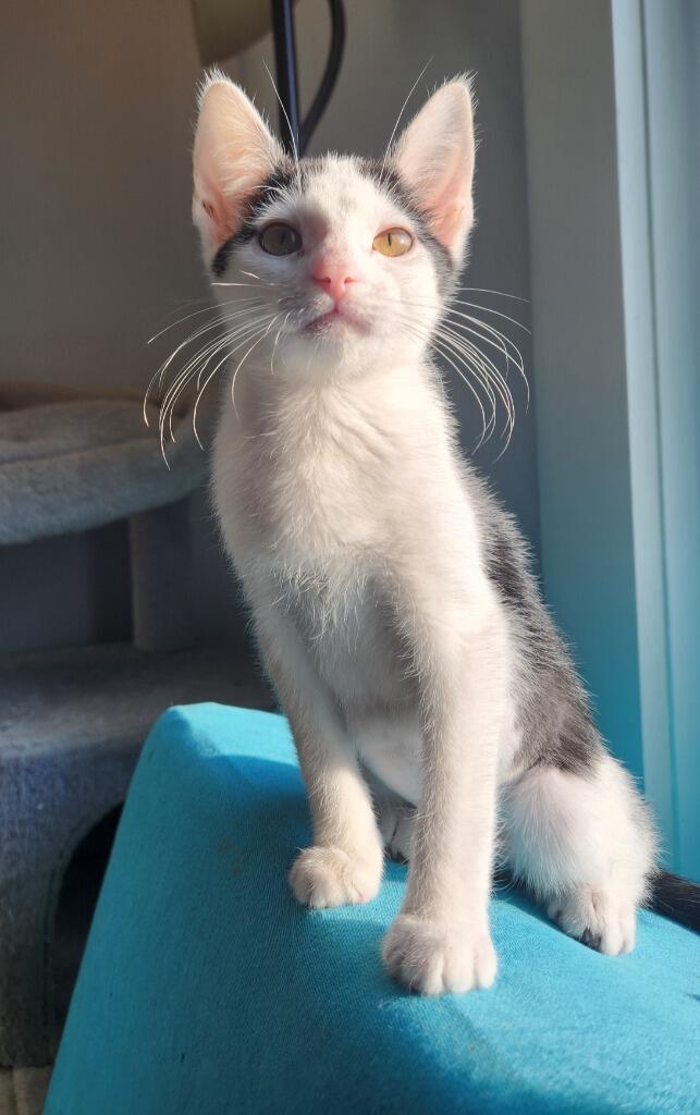 Campaign cover image for Meow & Make a Difference