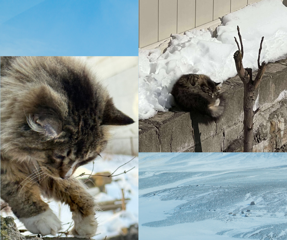 Campaign cover image for Rescued From the Cold: Durham Needs urgent Medical Care