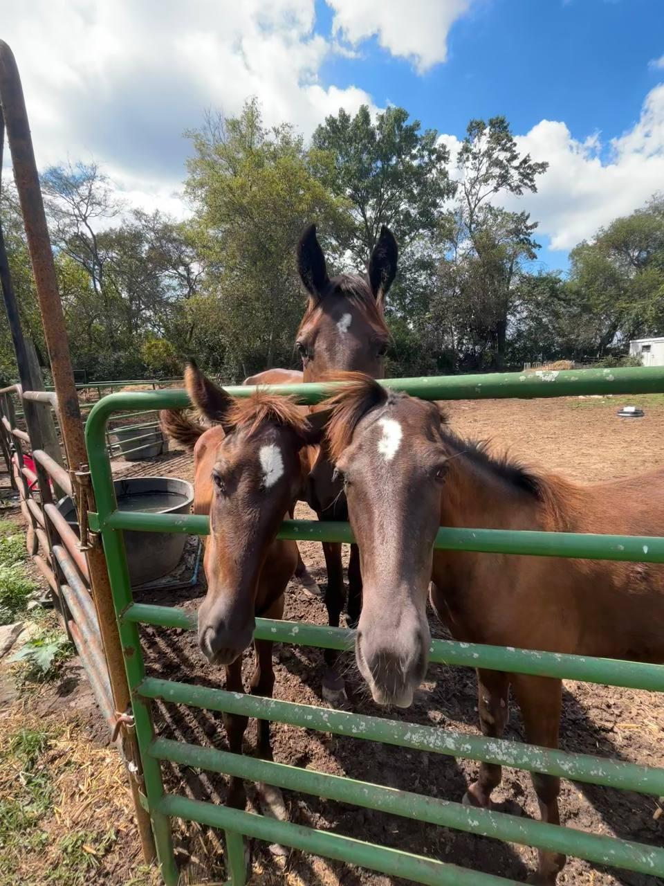 Campaign cover image for Giving Tuesday 2025