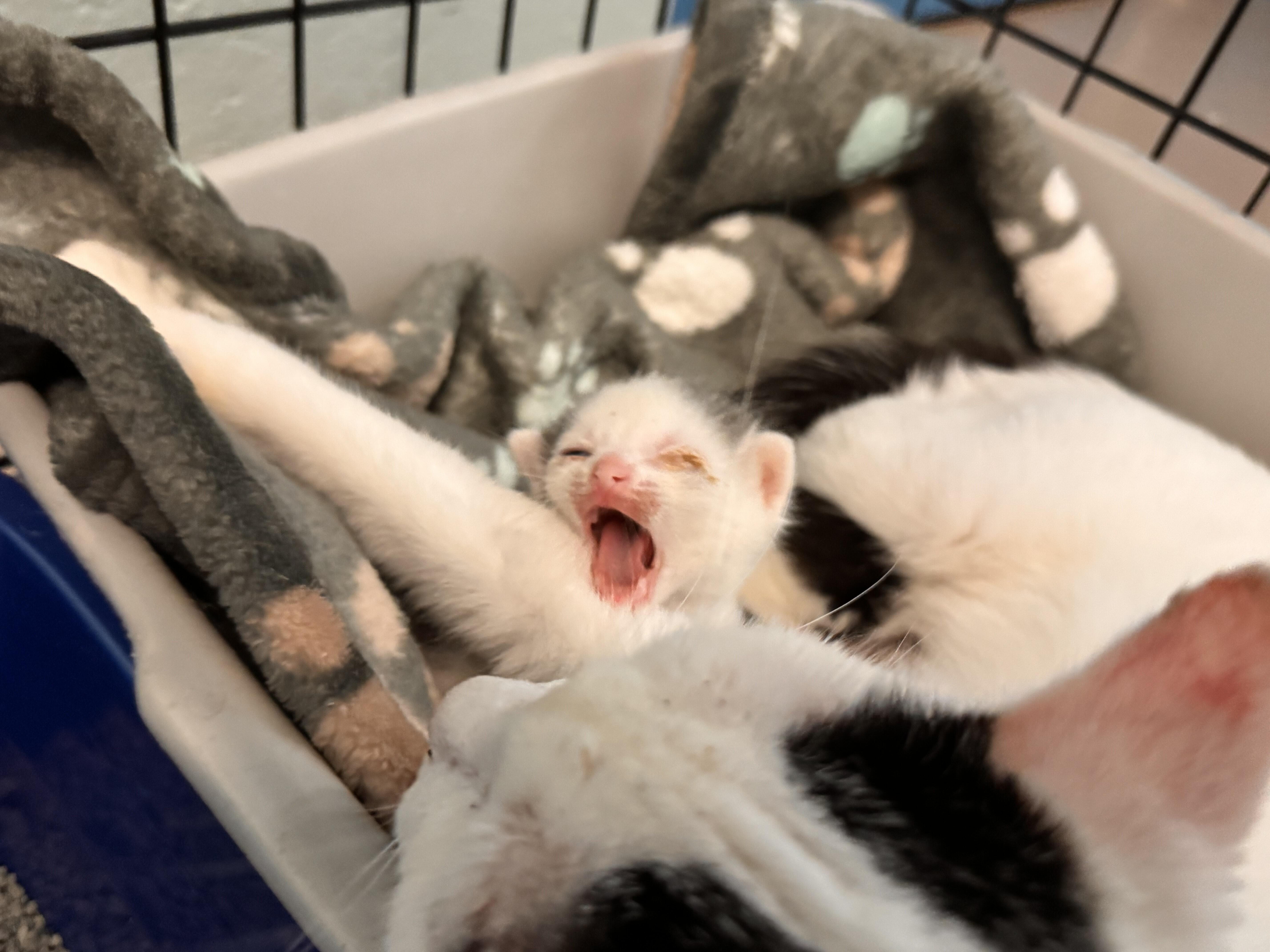 Campaign cover image for Emergency Cat Crisis: From Suffering to Safety