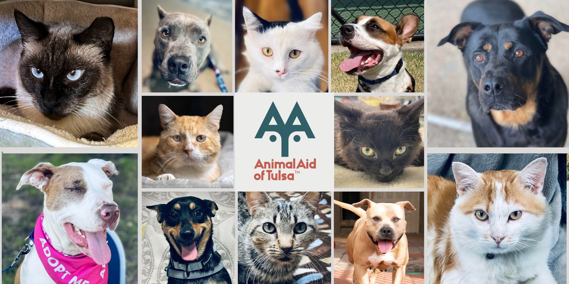 Give to Animal Aid