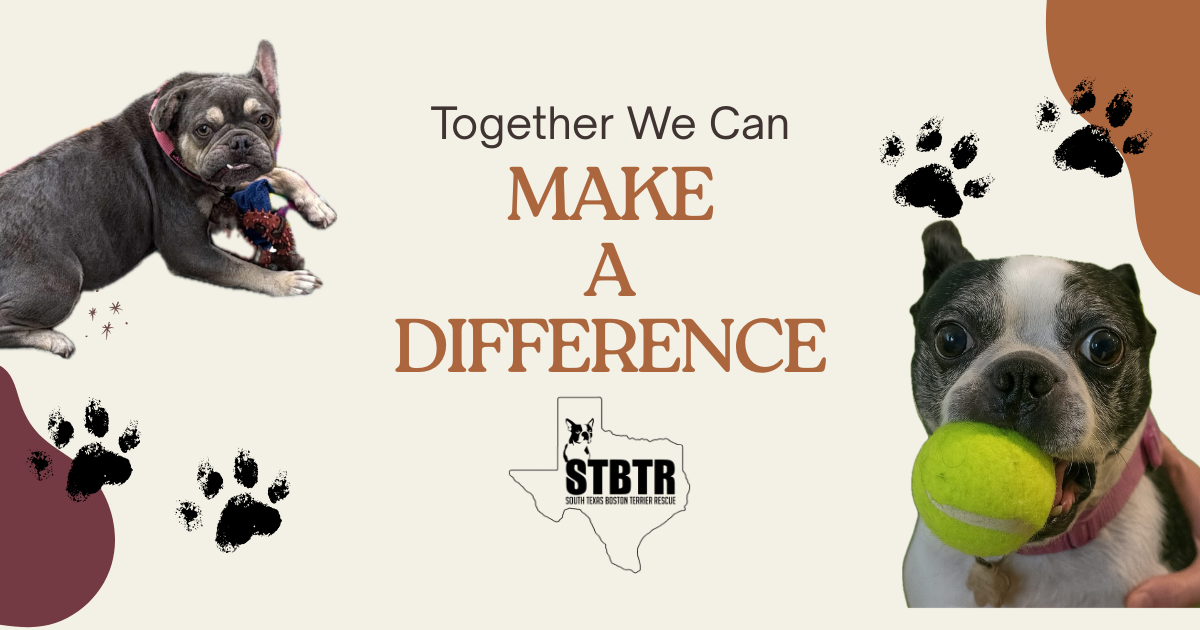 Campaign cover image for Giving Tuesday fundraiser for South Texas Boston Terrier Rescue Group