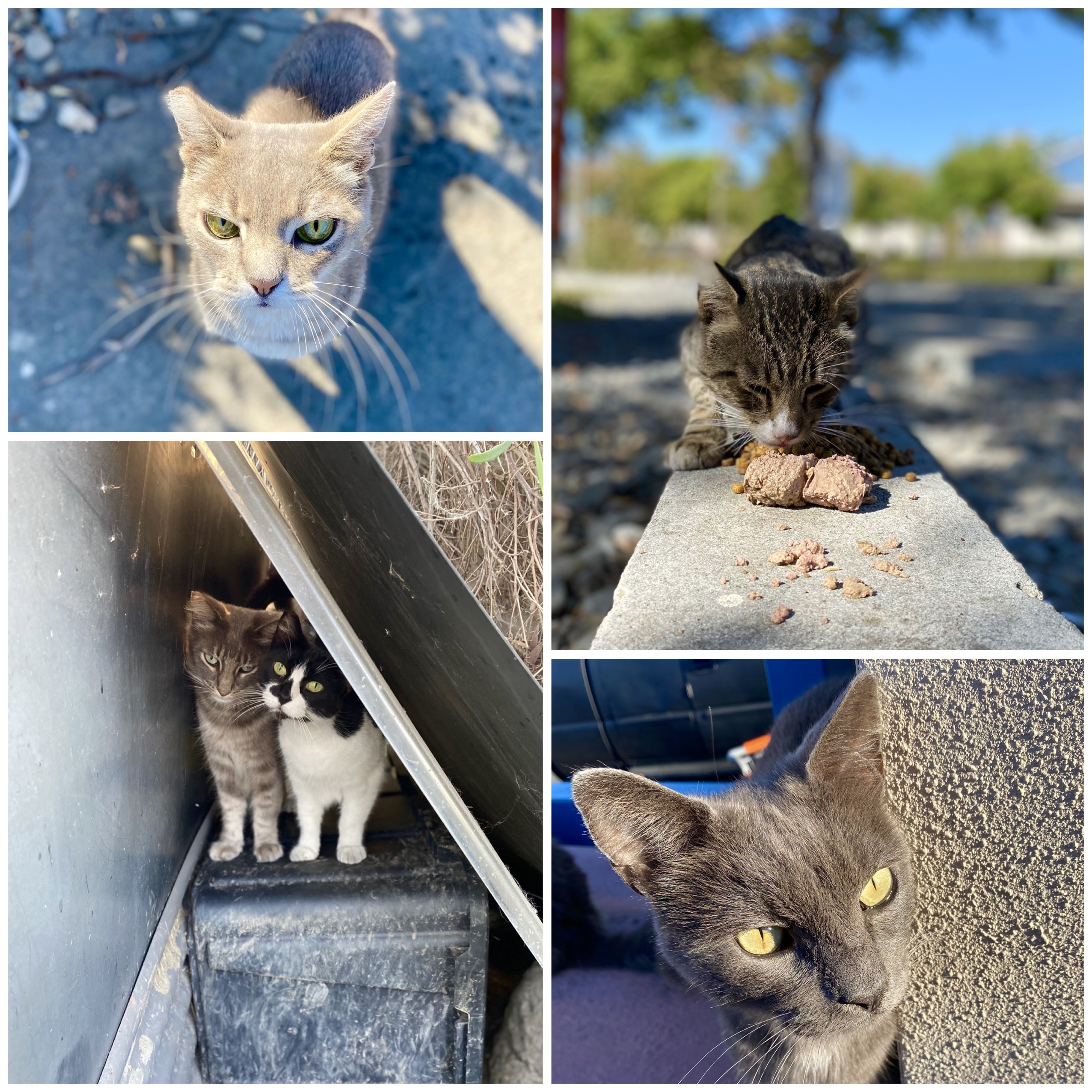 Campaign cover image for Colony 35 SF Bay Area