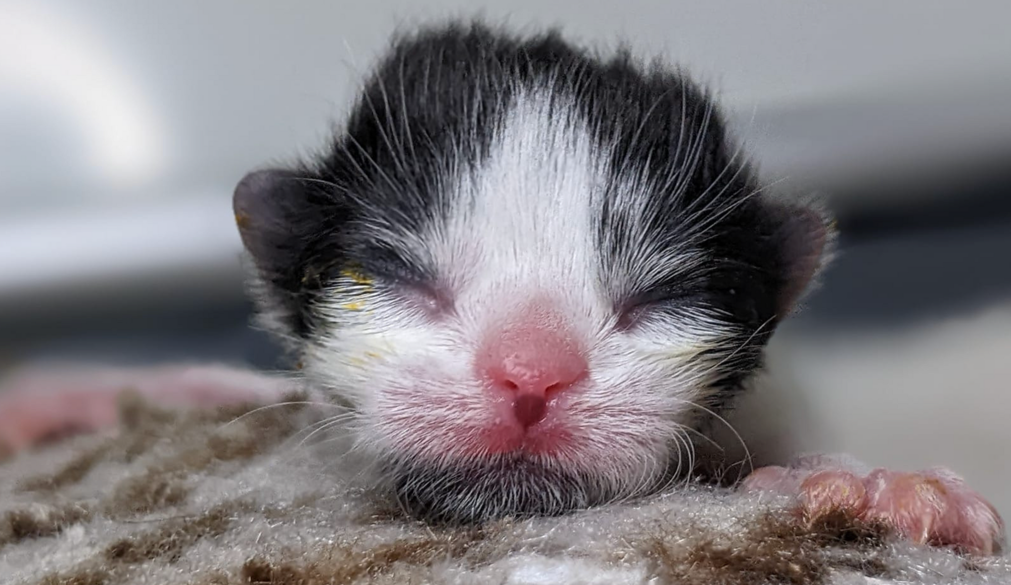 Campaign cover image for Kitten Season Lifesavers VIRTUAL Huddle