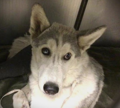 Campaign cover image for Is this Husky Puppy to be the Poster-Dog of the Year?