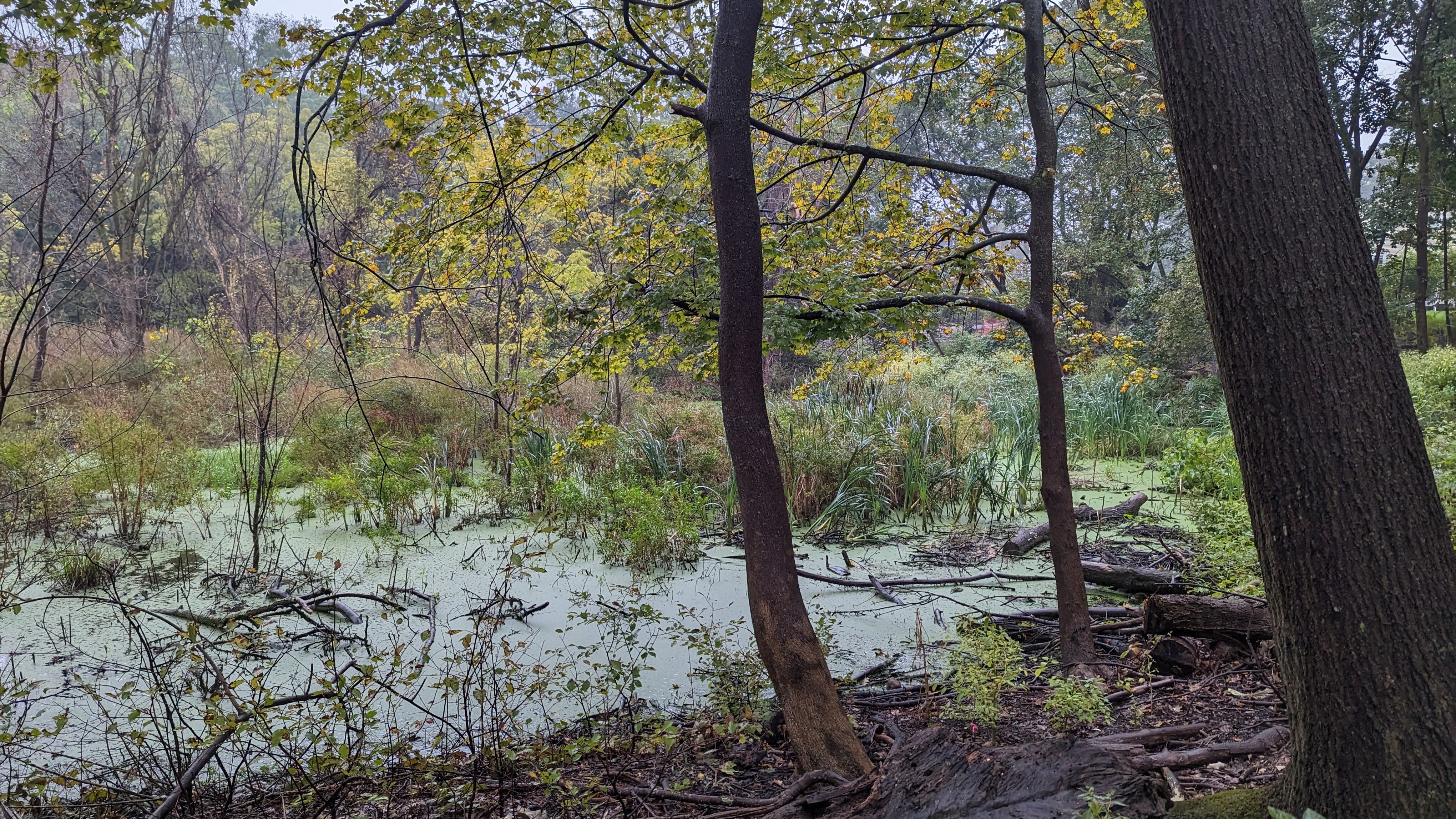 Campaign cover image for Help restore the Roslindale Wetlands Urban Wild