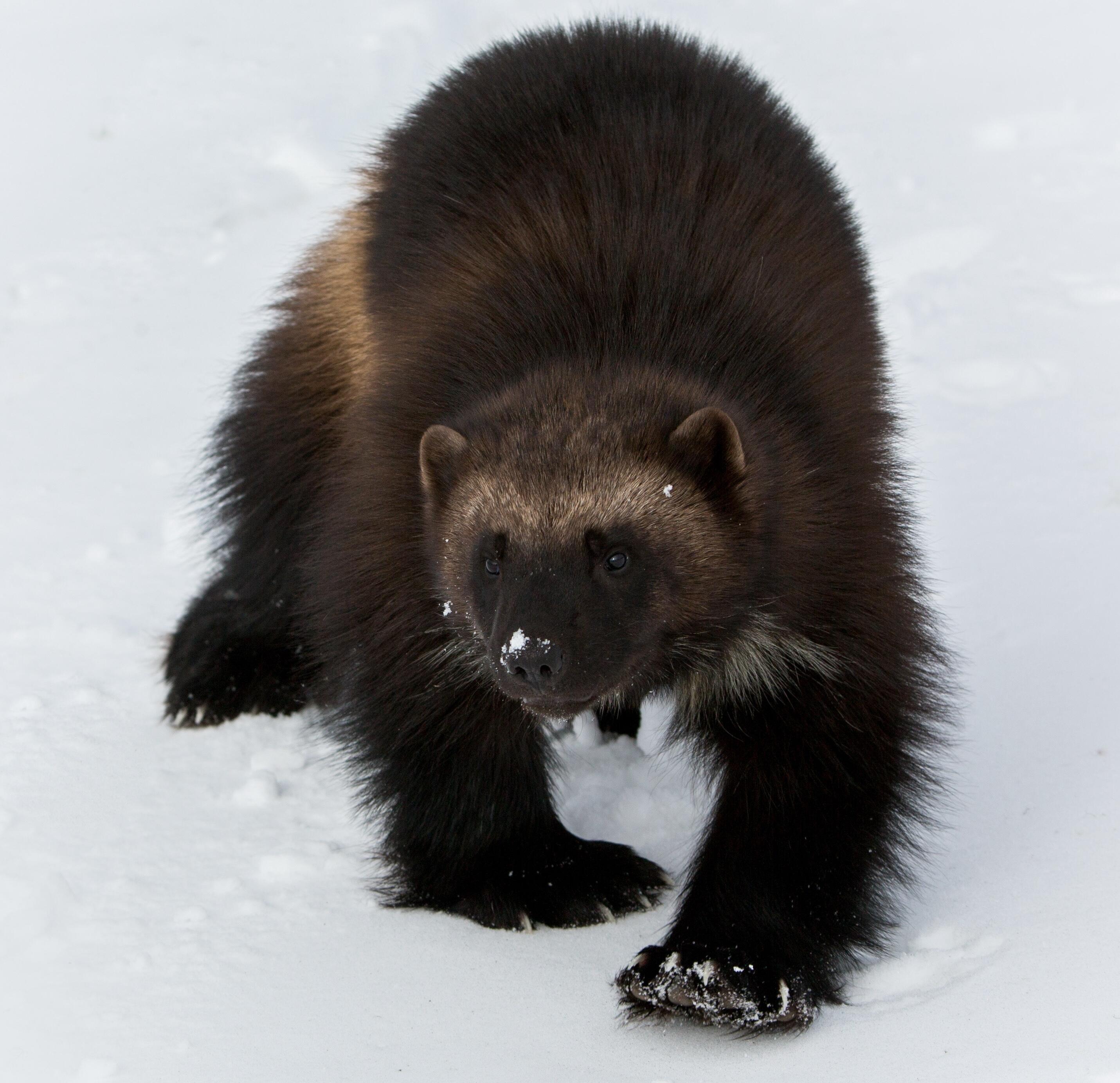 Campaign cover image for Donate to the Cascades Carnivore Project