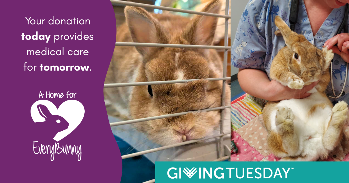 Campaign cover image for Giving Tuesday 2025