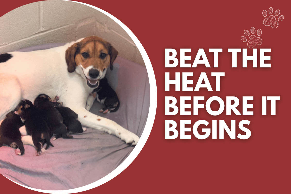 Campaign cover image for Spayneuter