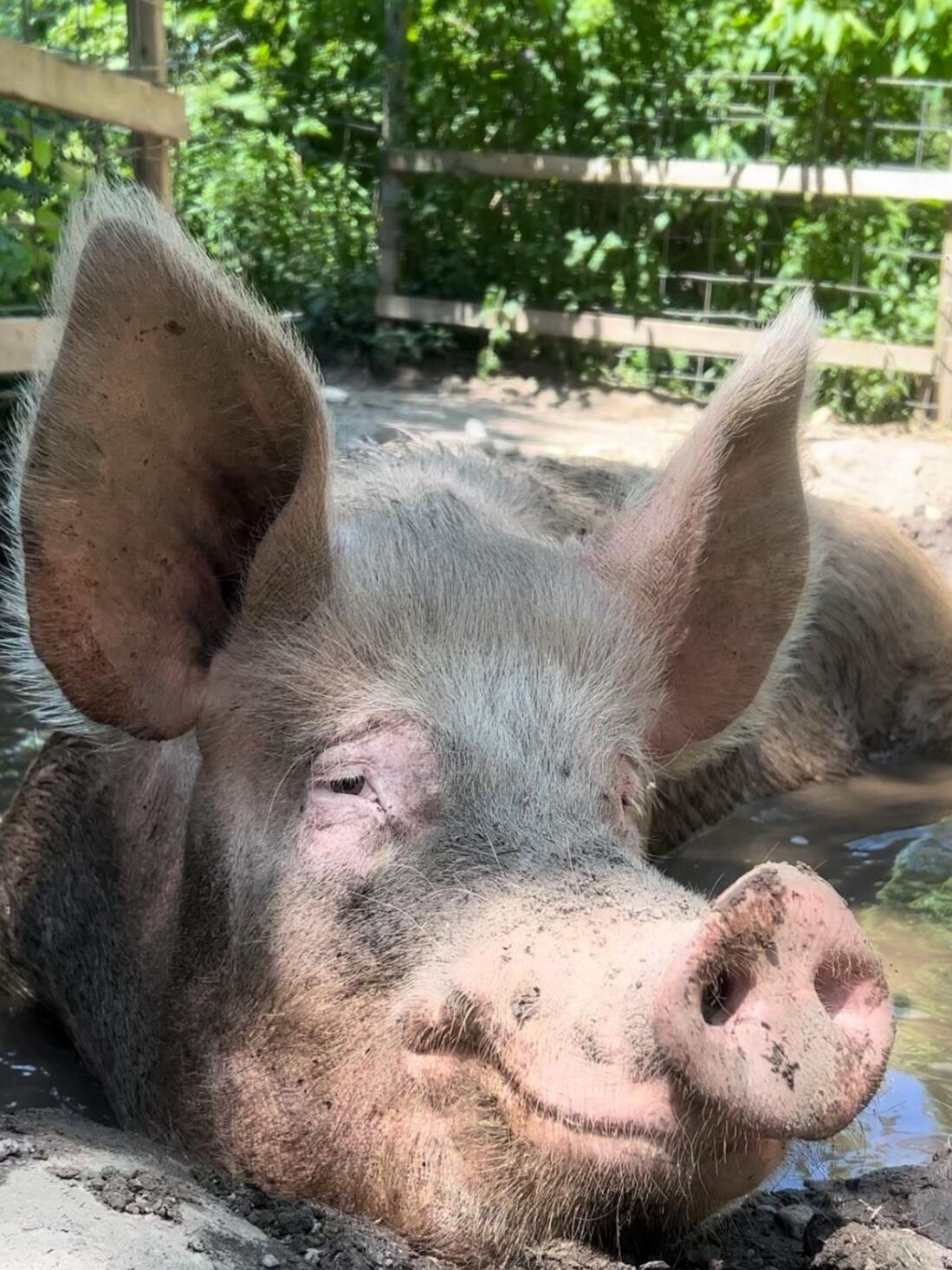 Campaign cover image for Drew's Final Resting