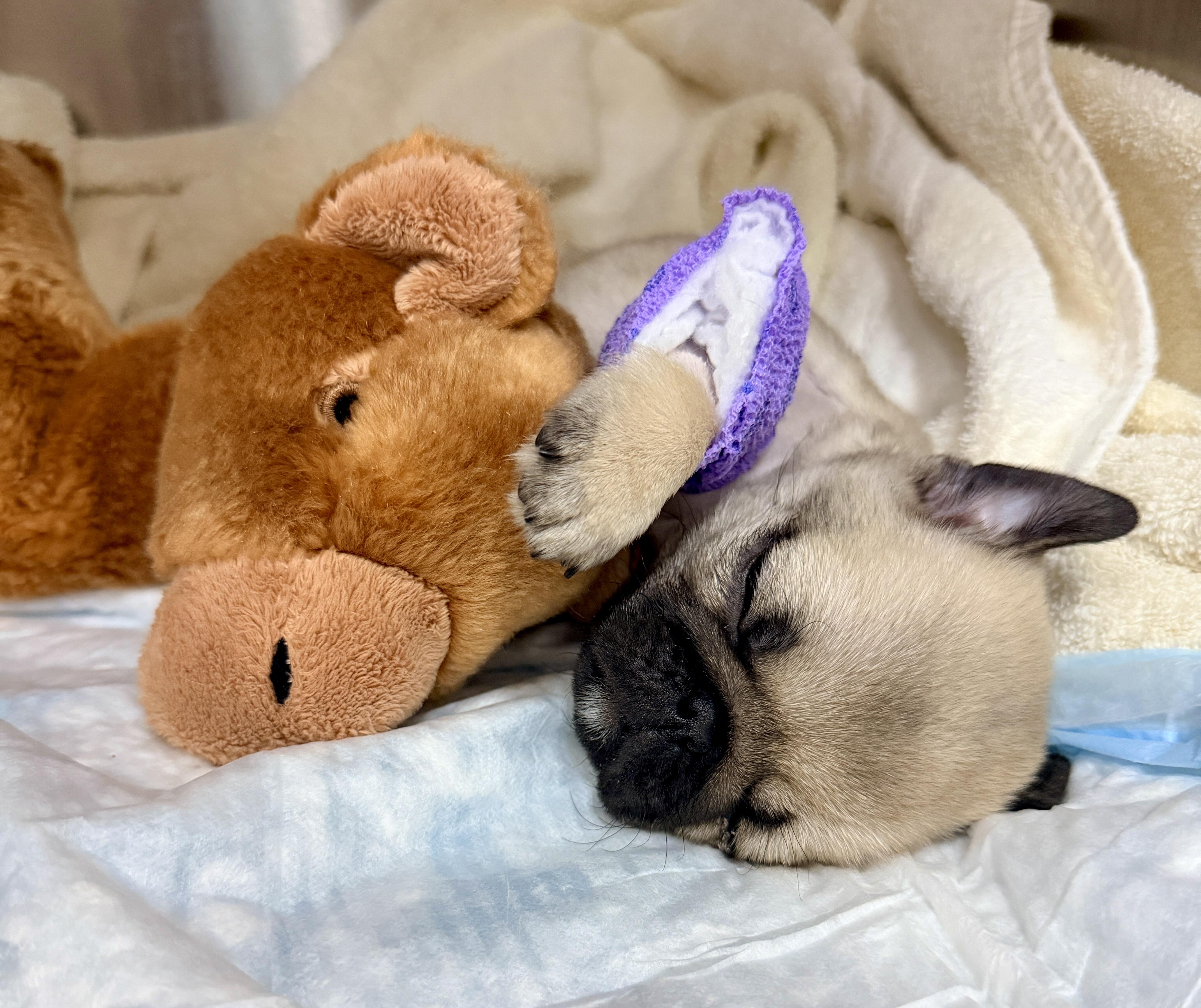 Campaign cover for Matilda's Leg Surgery