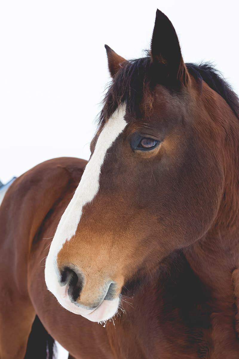 Campaign cover image for Annie Horse Sponsorship
