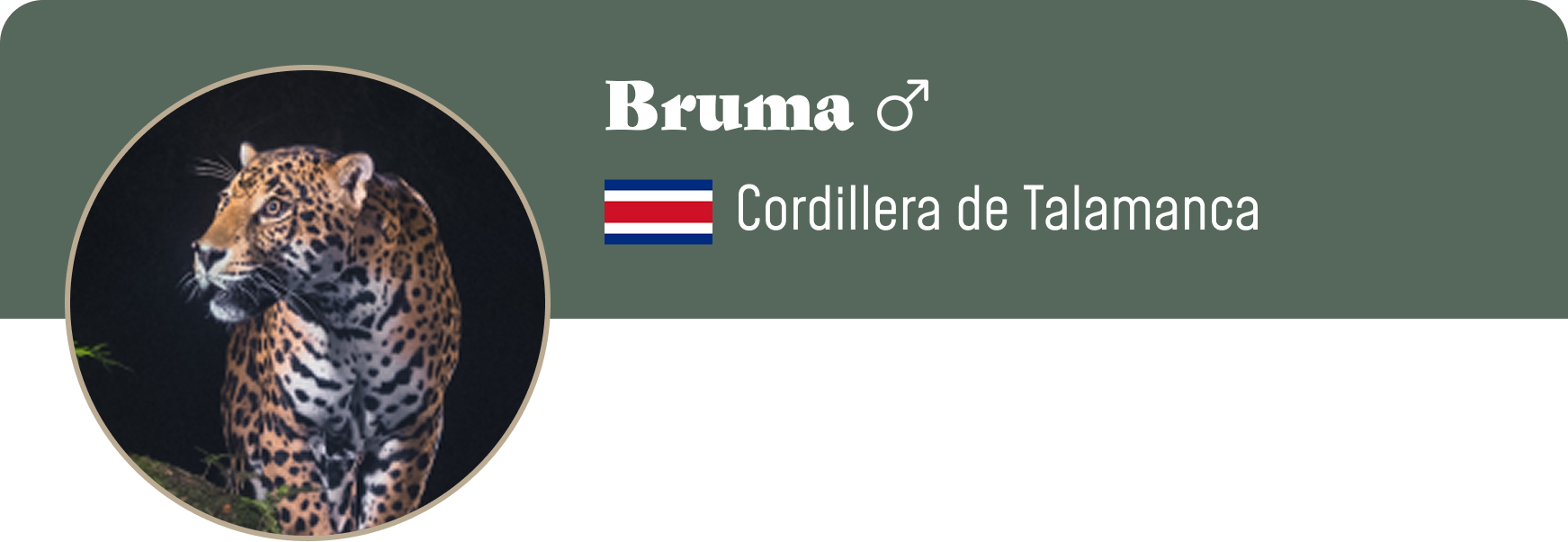 Campaign cover image for Adopt Bruma