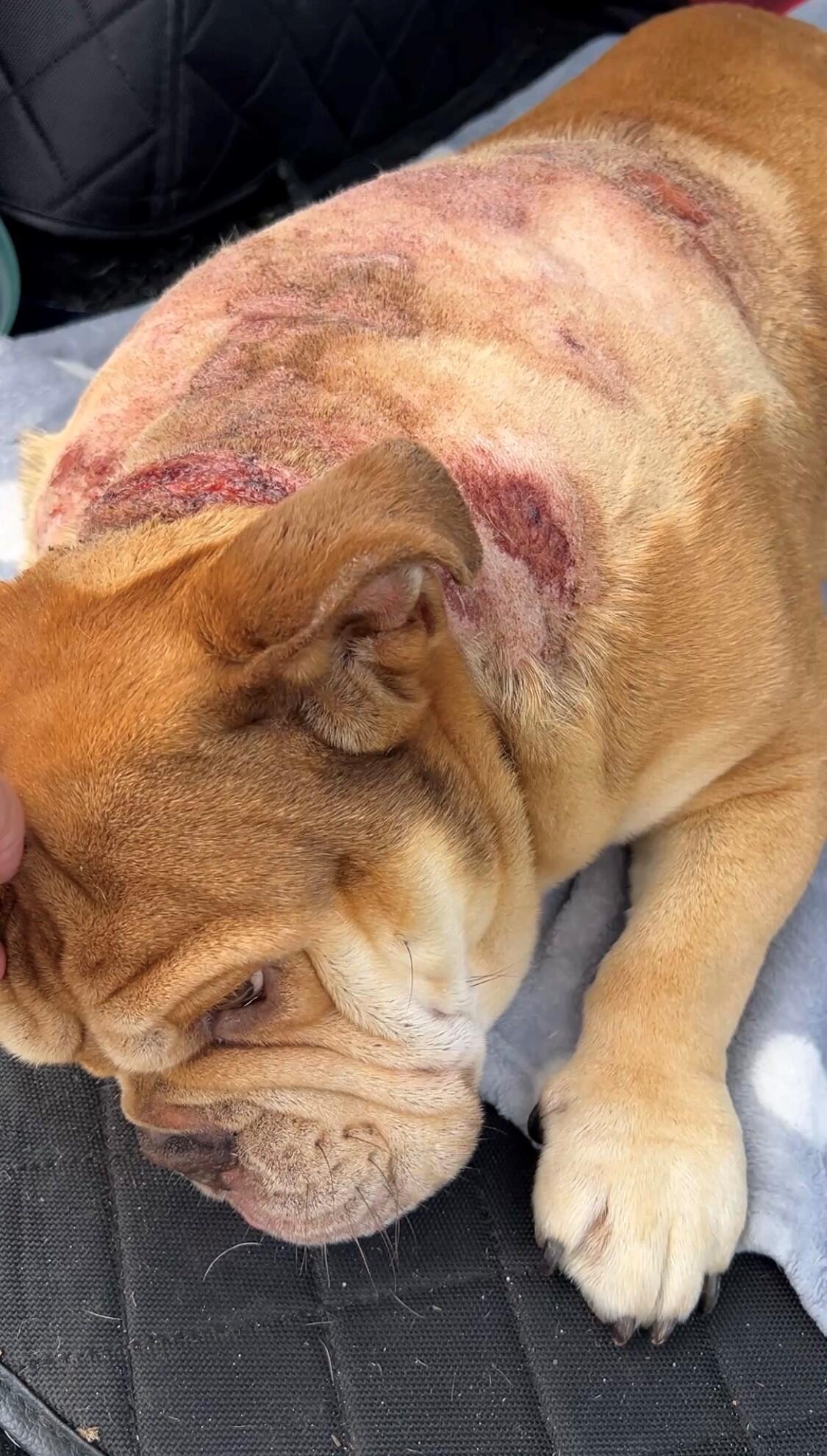 Campaign cover image for No Dog Should Suffer Like This