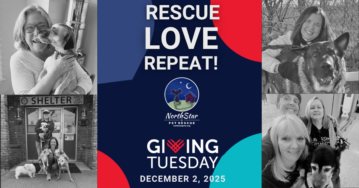Campaign cover image for NorthStar Pet Rescue's Giving Tuesday 2025 Fundraiser
