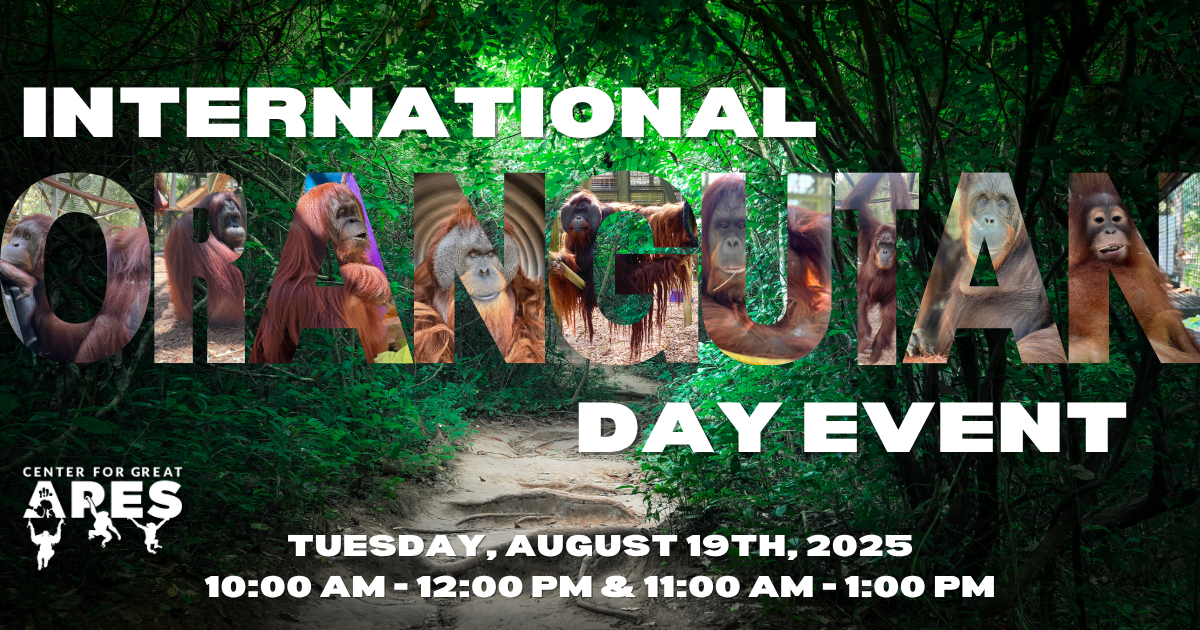Campaign cover image for Orangutan Day Event