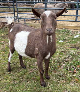Campaign cover image for Sponsor Cedric the goat