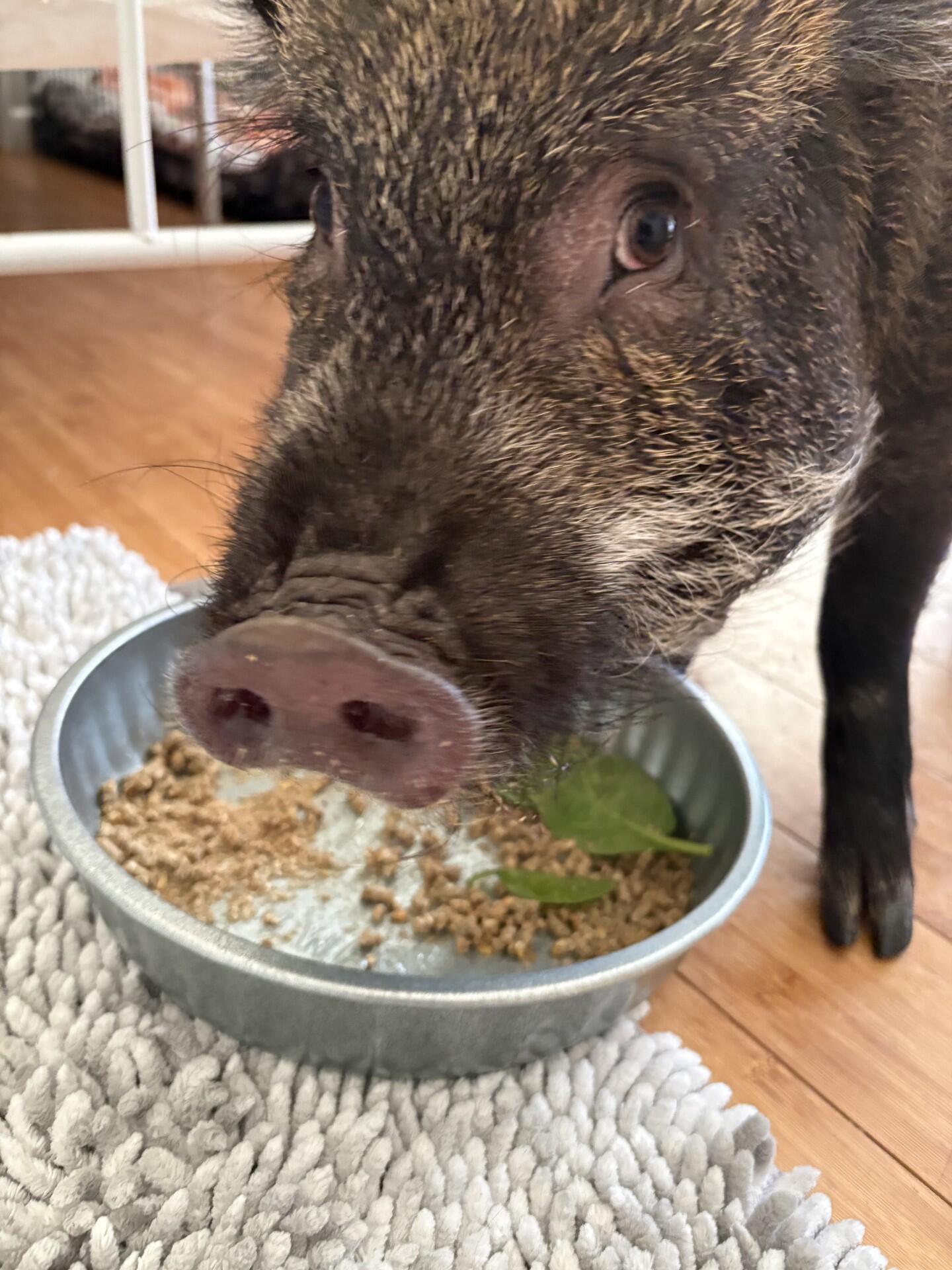 Campaign cover image for 🚨🐷 NATIONAL PIG DAY RESCUE — HELP ME MAKE STINKY… NOT STINKY 💙🐷🚨