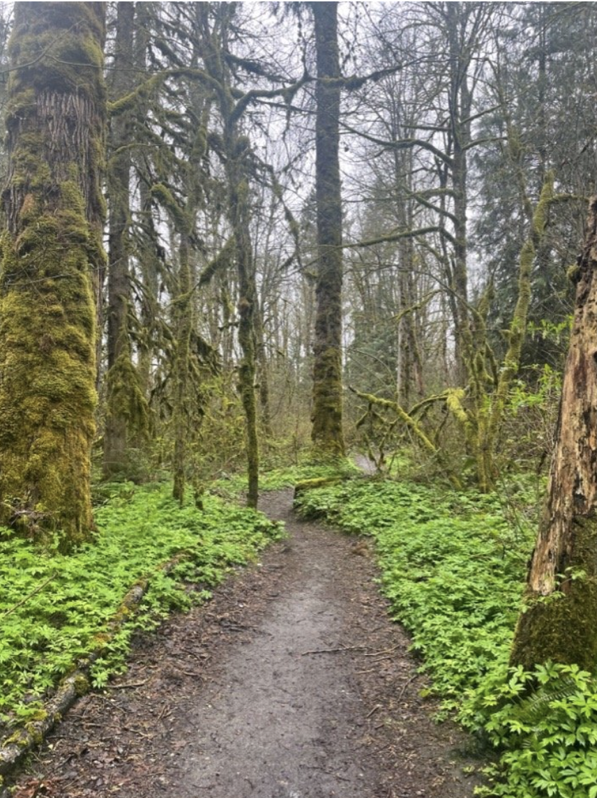 Campaign cover image for Explore Taylor Mountain Forest