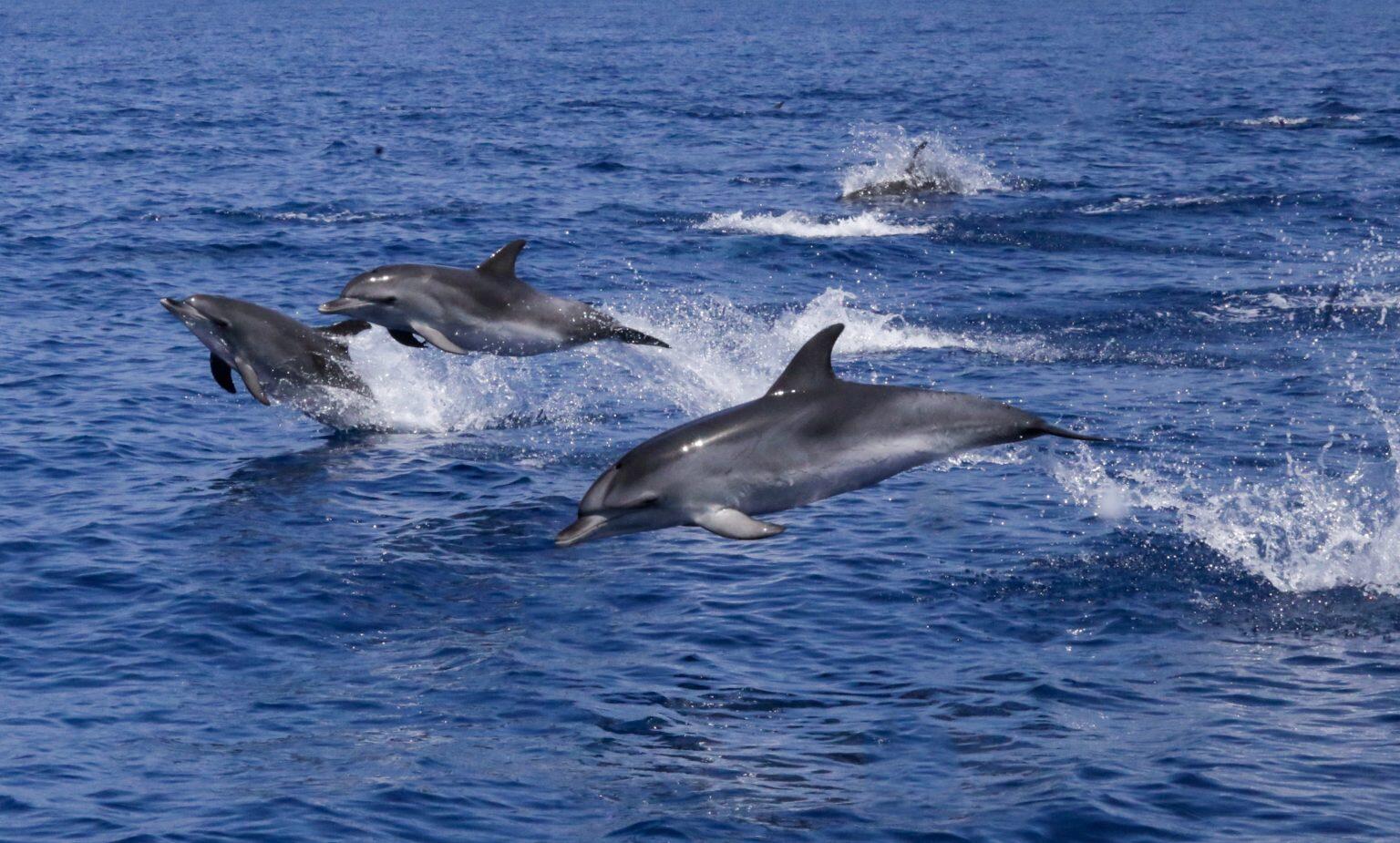 Campaign cover image for WE LOVE THE SEA