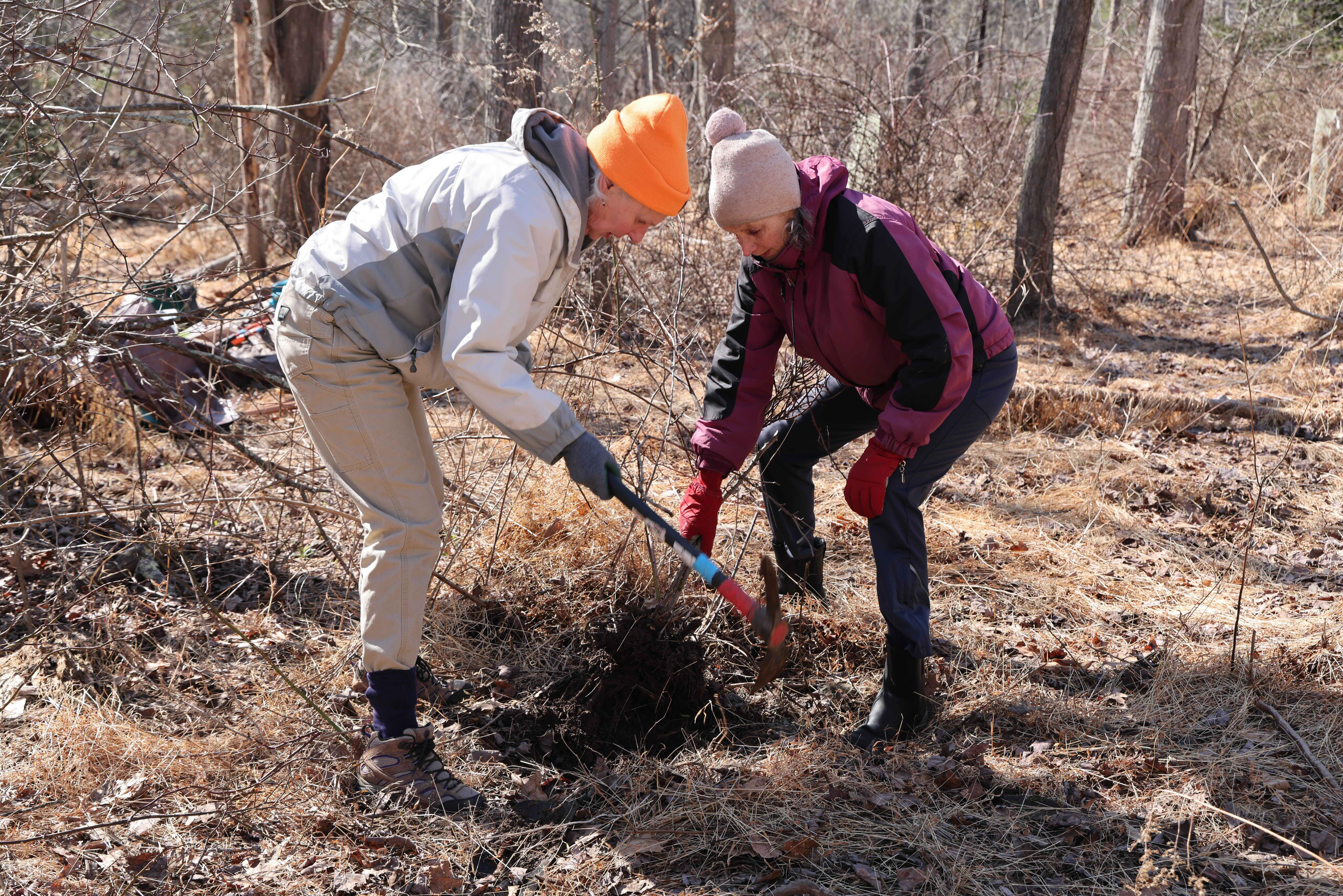 Campaign cover image for Learn & Pull Volunteer Series: Native Habitat Restoration Along The Ashokan Rail Trail