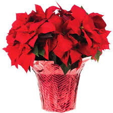 Campaign cover image for LCS Band Booster Club Poinsettia Sale