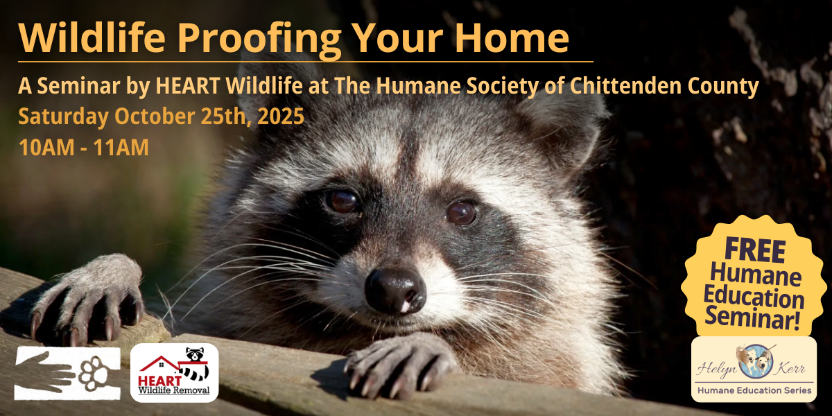 Campaign cover image for Wildlife Proofing Your Home