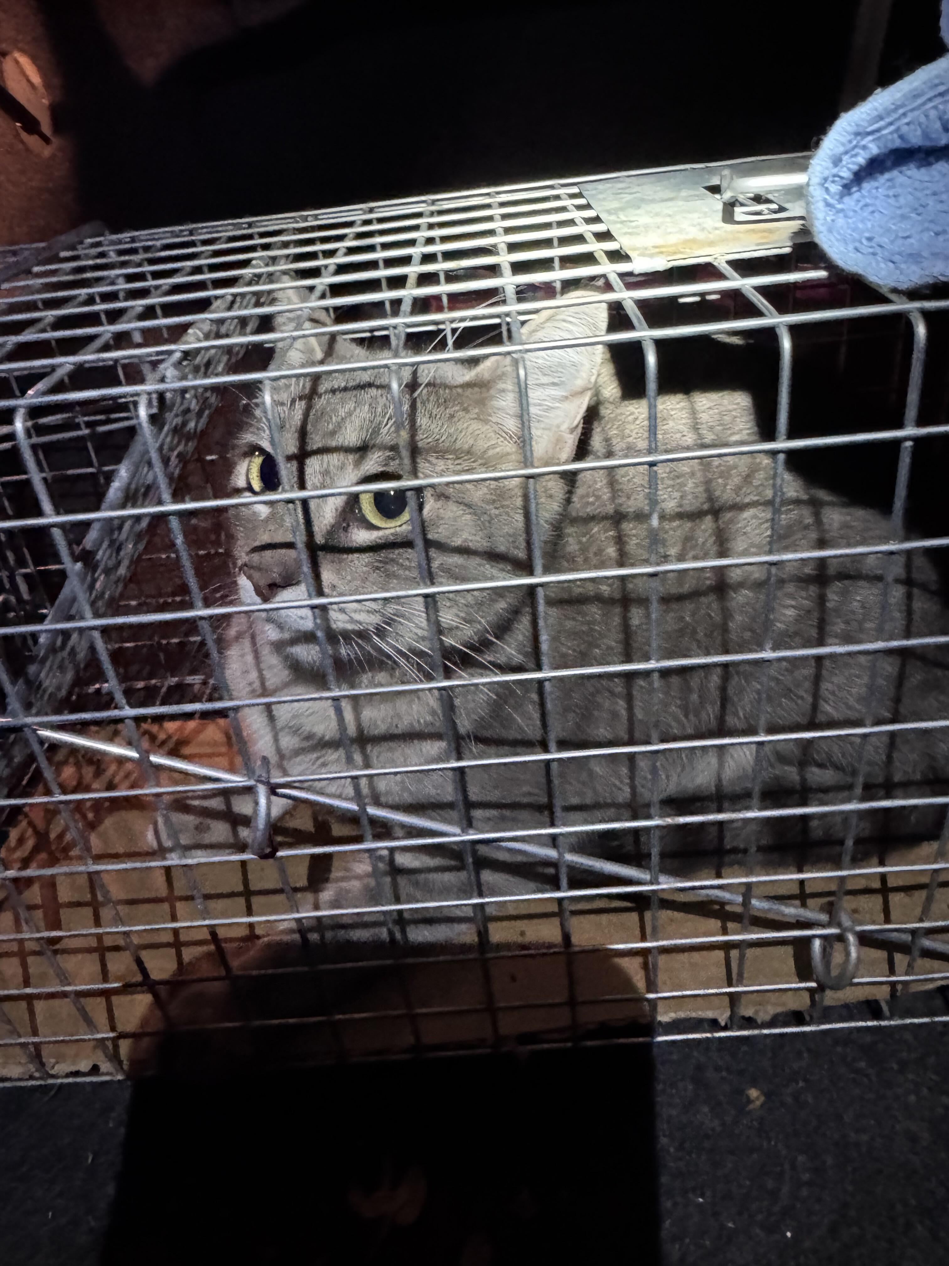 Campaign cover for TNR Fund to Limit Overpopulation