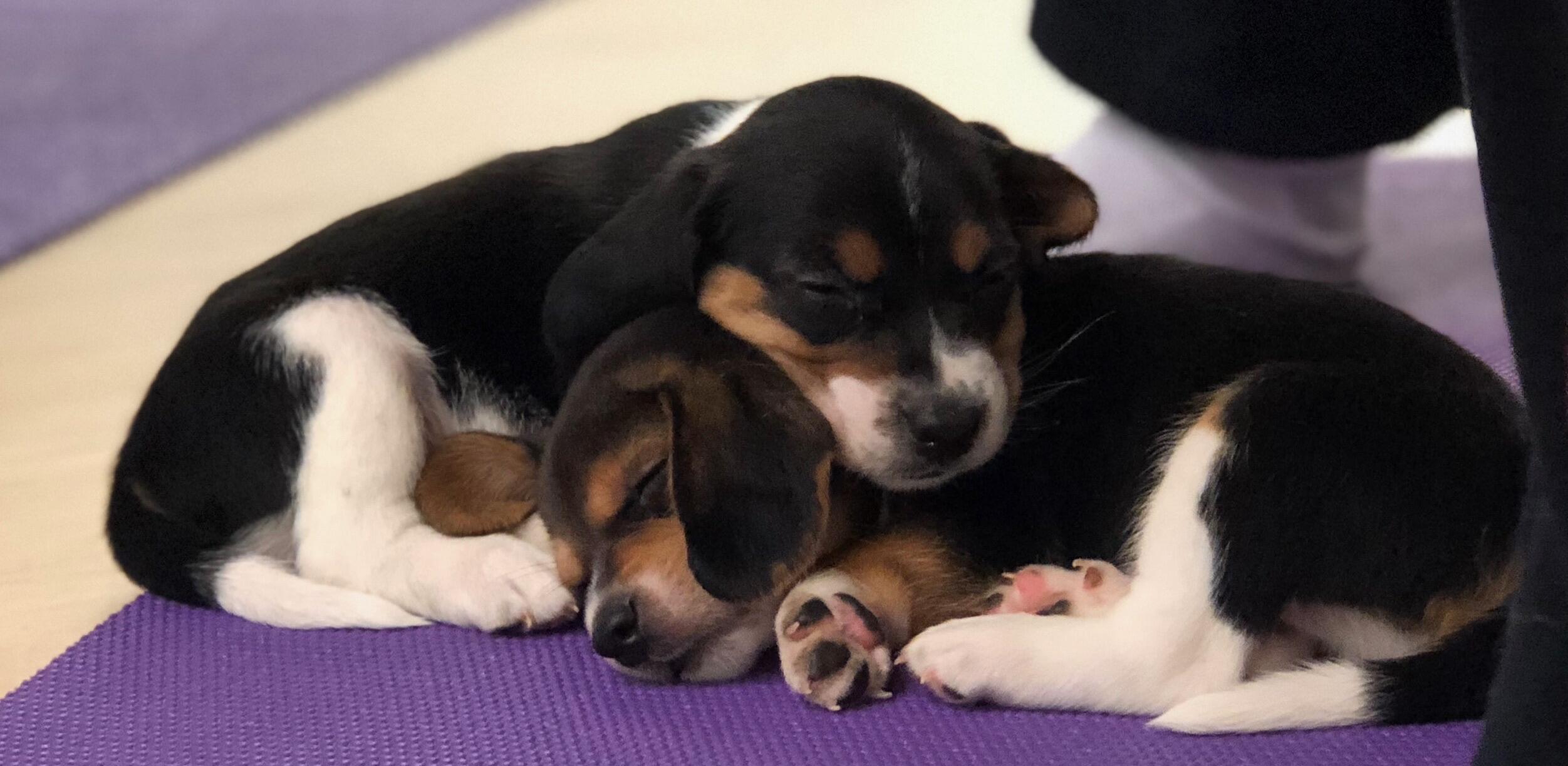 Campaign cover image for Help MARS Upgrade Our Lifeline: Volunteer & Donor Software