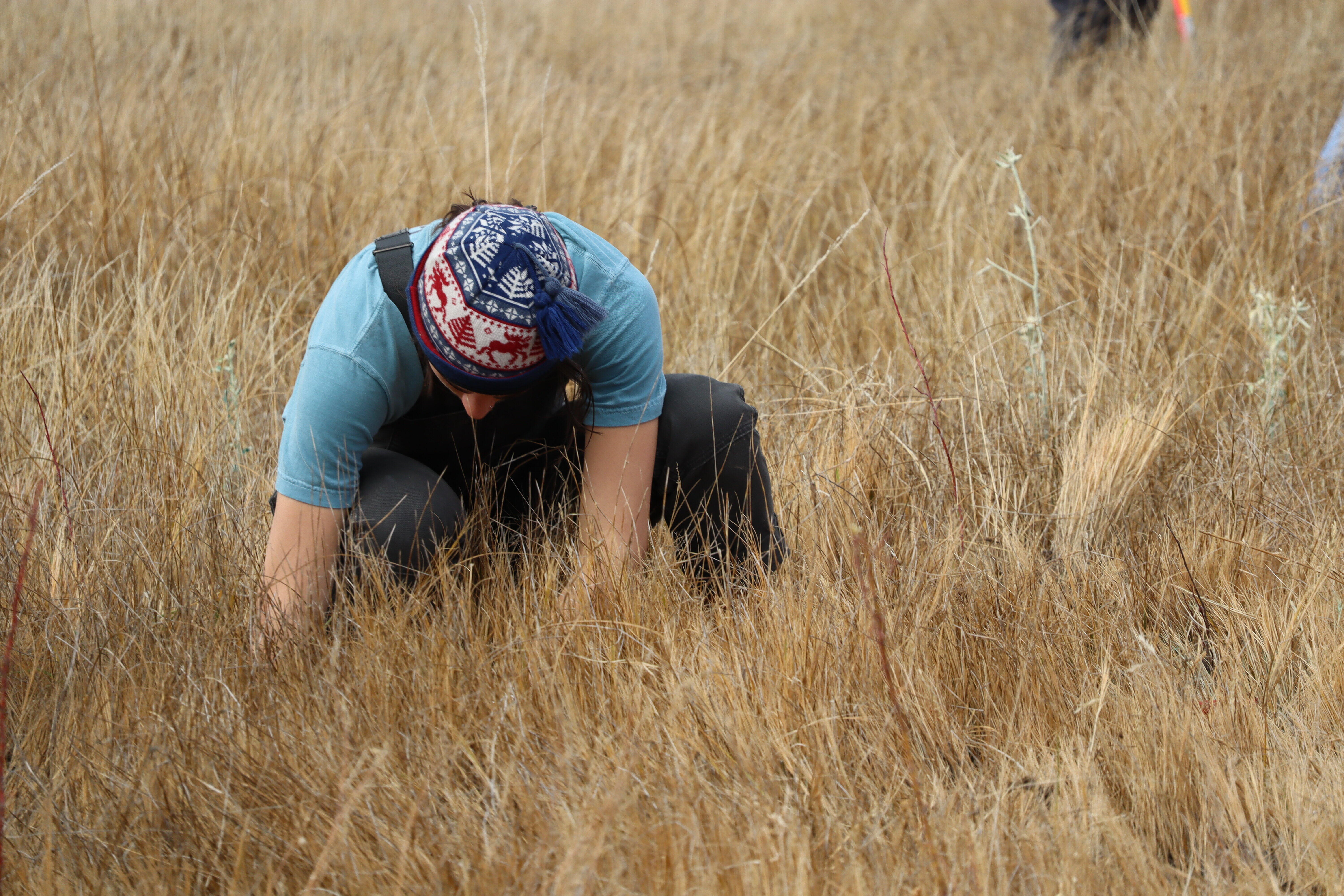 Campaign cover for Trees for the Northwestern Band of the Shoshone Nation