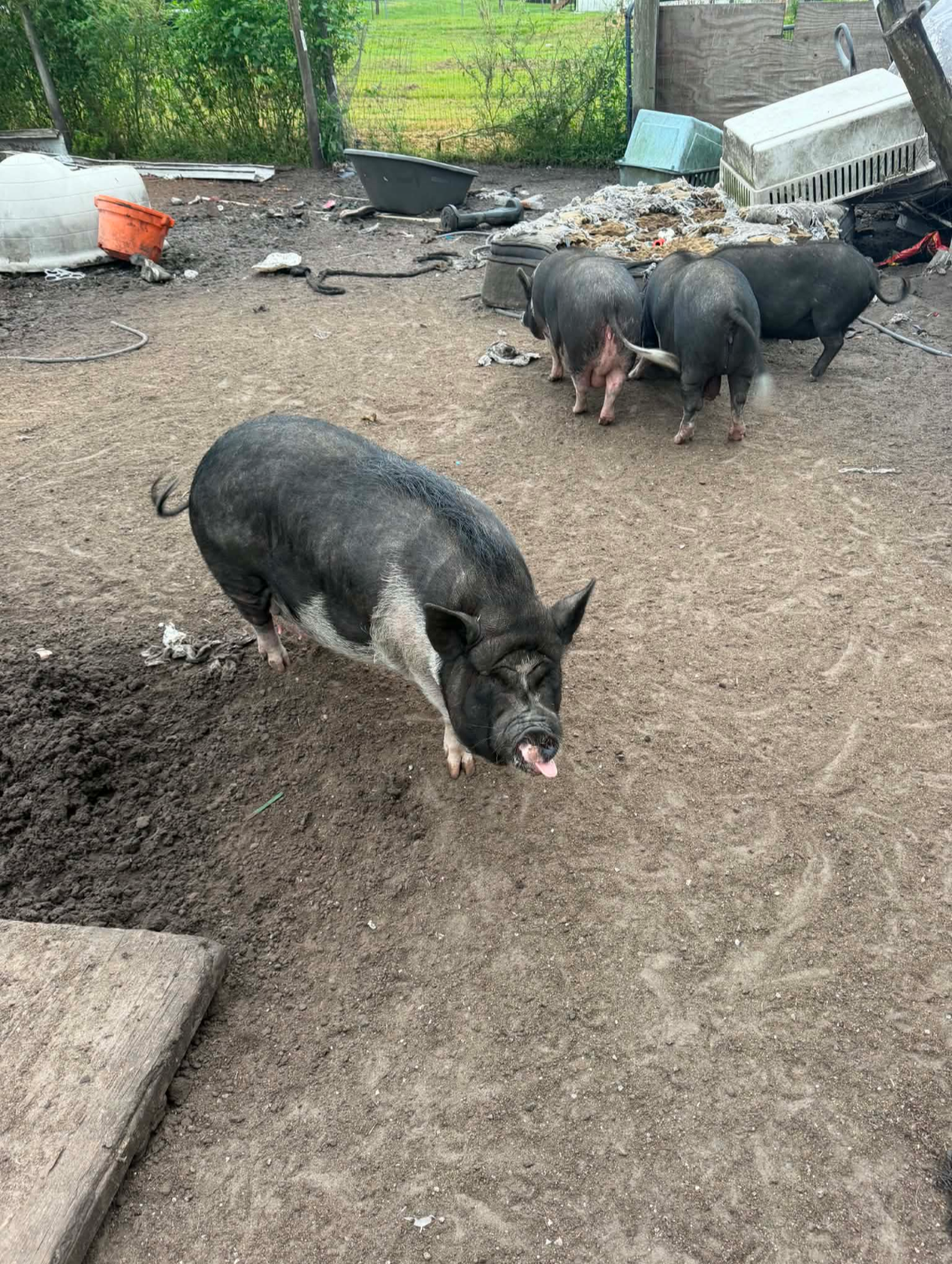 Campaign cover for 🐷💔 Help Us Feed the Last 14 Okeechobee Hoarding Case Pigs 💔🐷