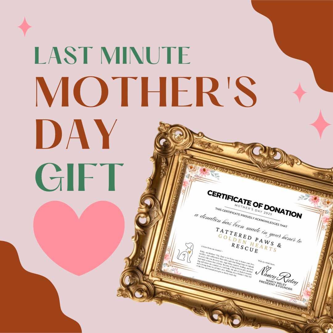 Campaign cover image for A Special Mother's Day Gift