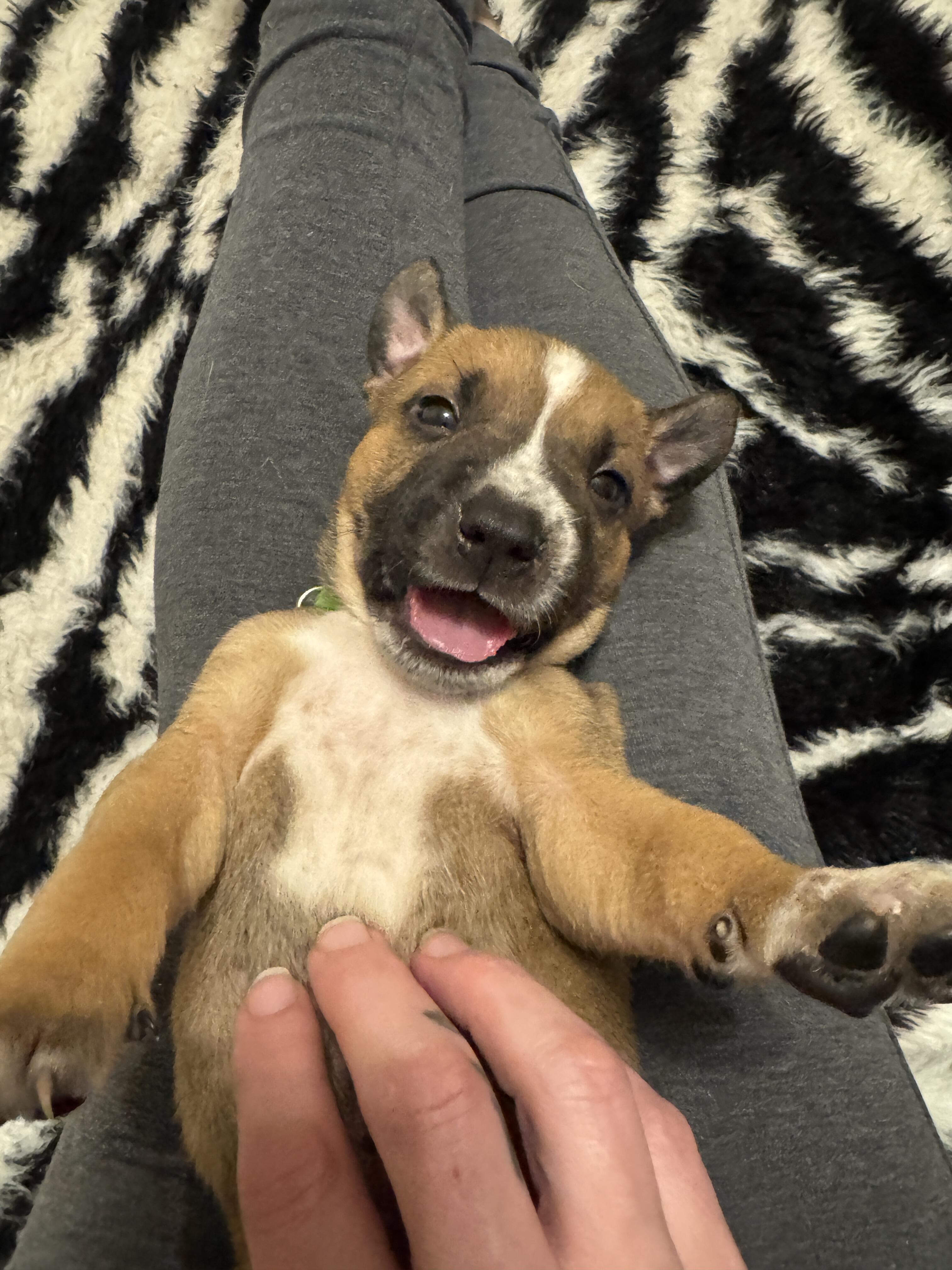 Campaign cover image for From Belly to Big Dog: The Puppy House Project