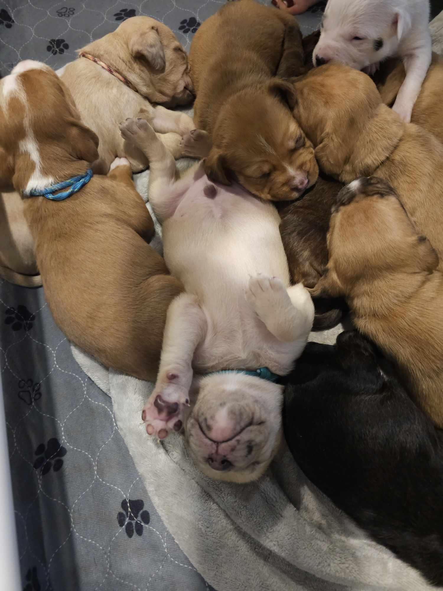 Campaign cover image for Puppy Yoga Bonus Class!