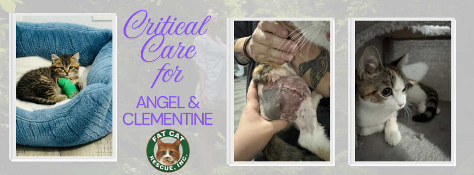Campaign cover image for Critical Care for Angel and Clementine