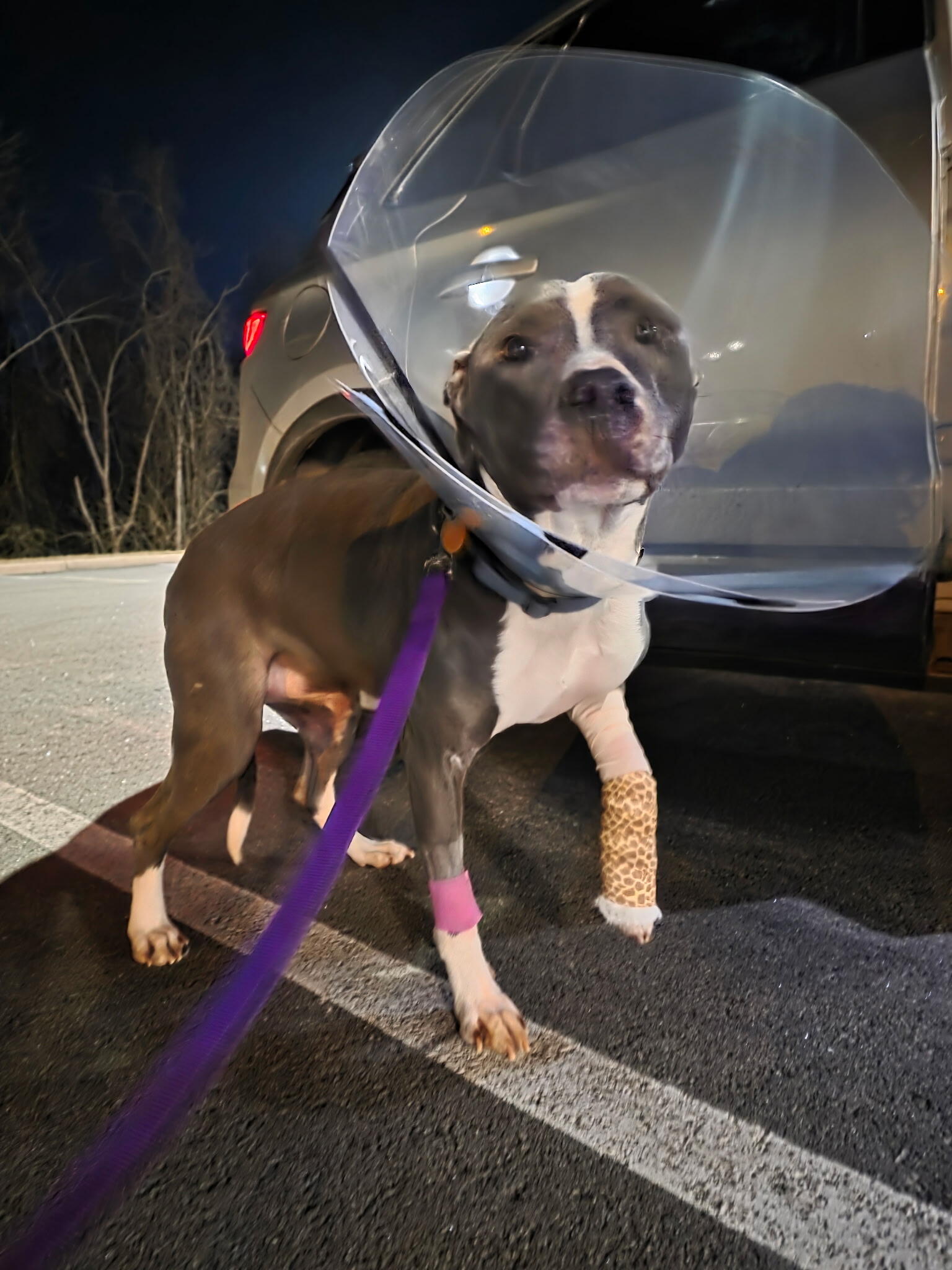 Campaign cover image for Bruno's Injury -- Can You Help Us Pay the Vet Bills?