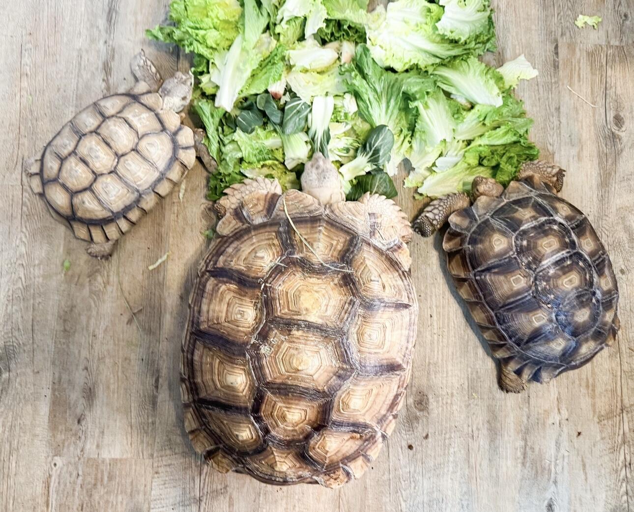 Campaign cover image for Help CTR Build New Outdoor Tortoise Paradise!