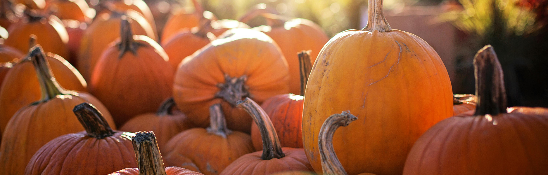 Campaign cover for Sponsor our Pumpkin Patch
