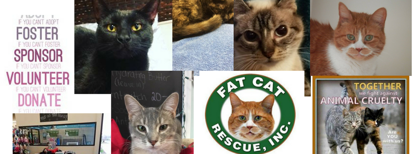 Campaign cover image for Donate to Fat Cat Rescue!