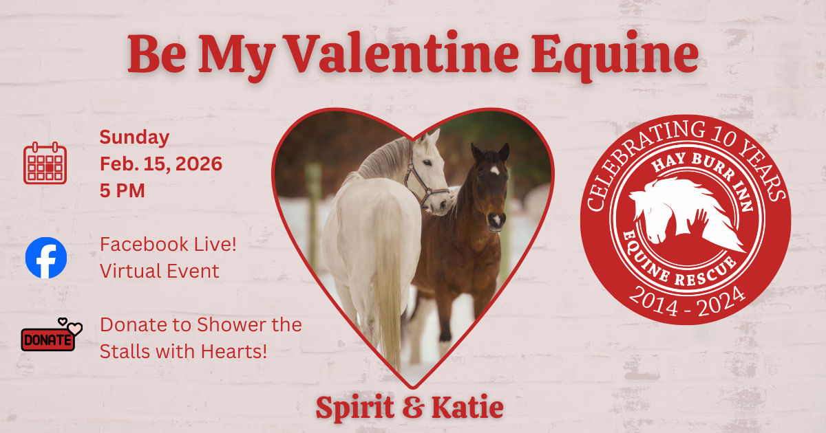 Campaign cover image for Be My Valentine Equine 2026