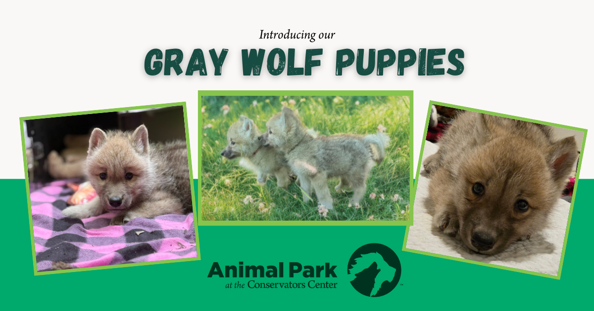 Campaign cover image for It’s a Puppy Shower, Gray Wolf–Style!