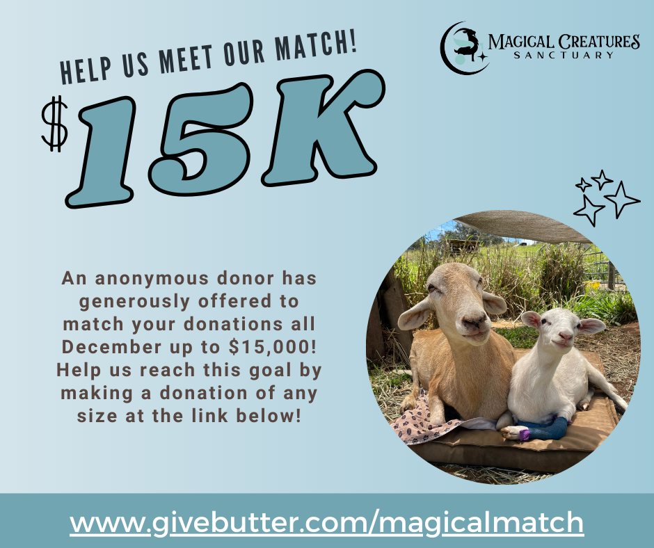 Campaign cover image for A Magical Match ✨🌴💚