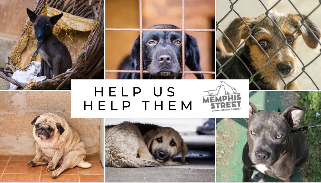 Mem Fish Rescue HELP US HELP THEM - Memphis Street Animal Rescue & Relief | Helpless ...