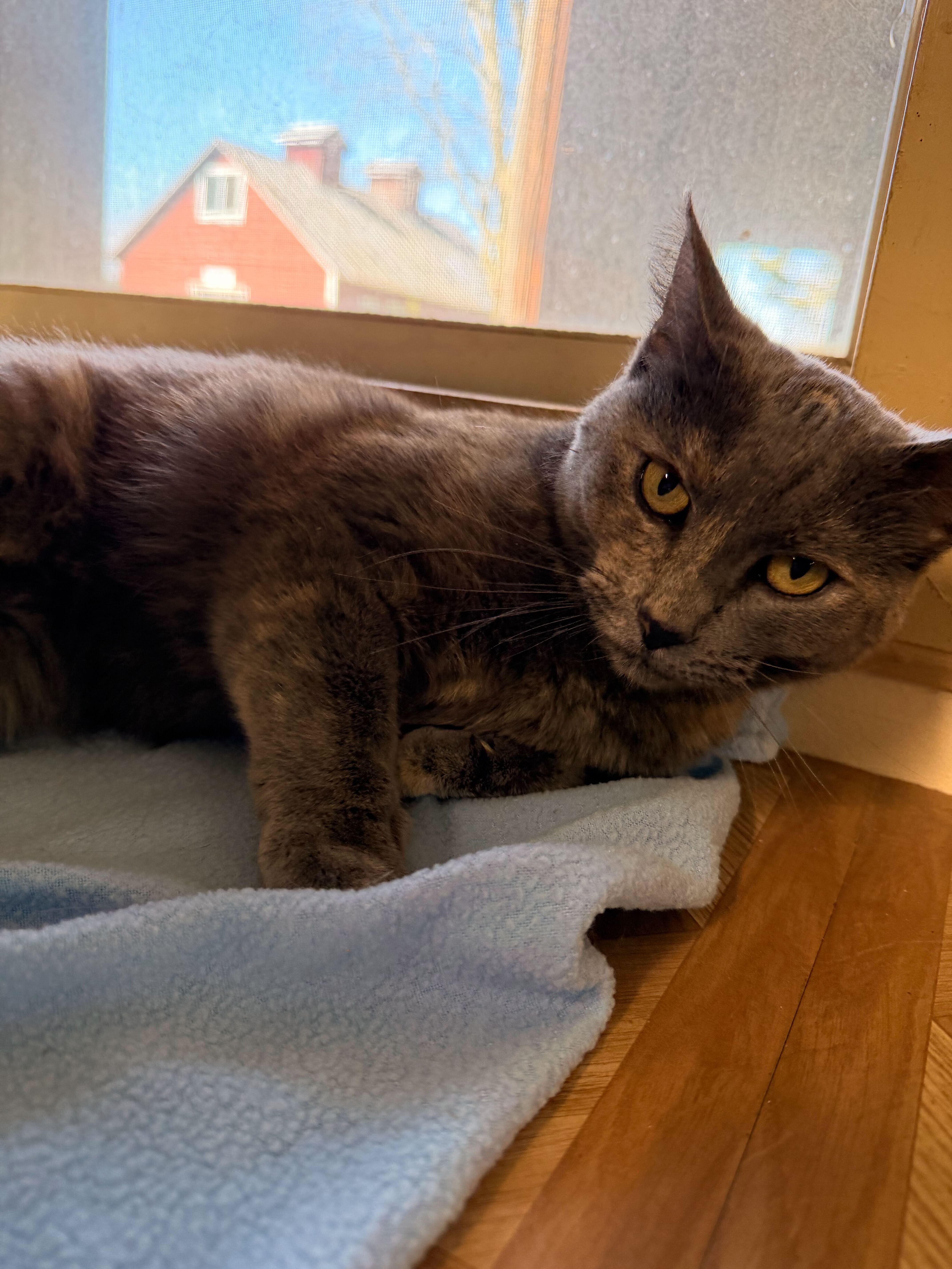 Campaign cover for Luna the Cat - Sponsor Luna's Care!