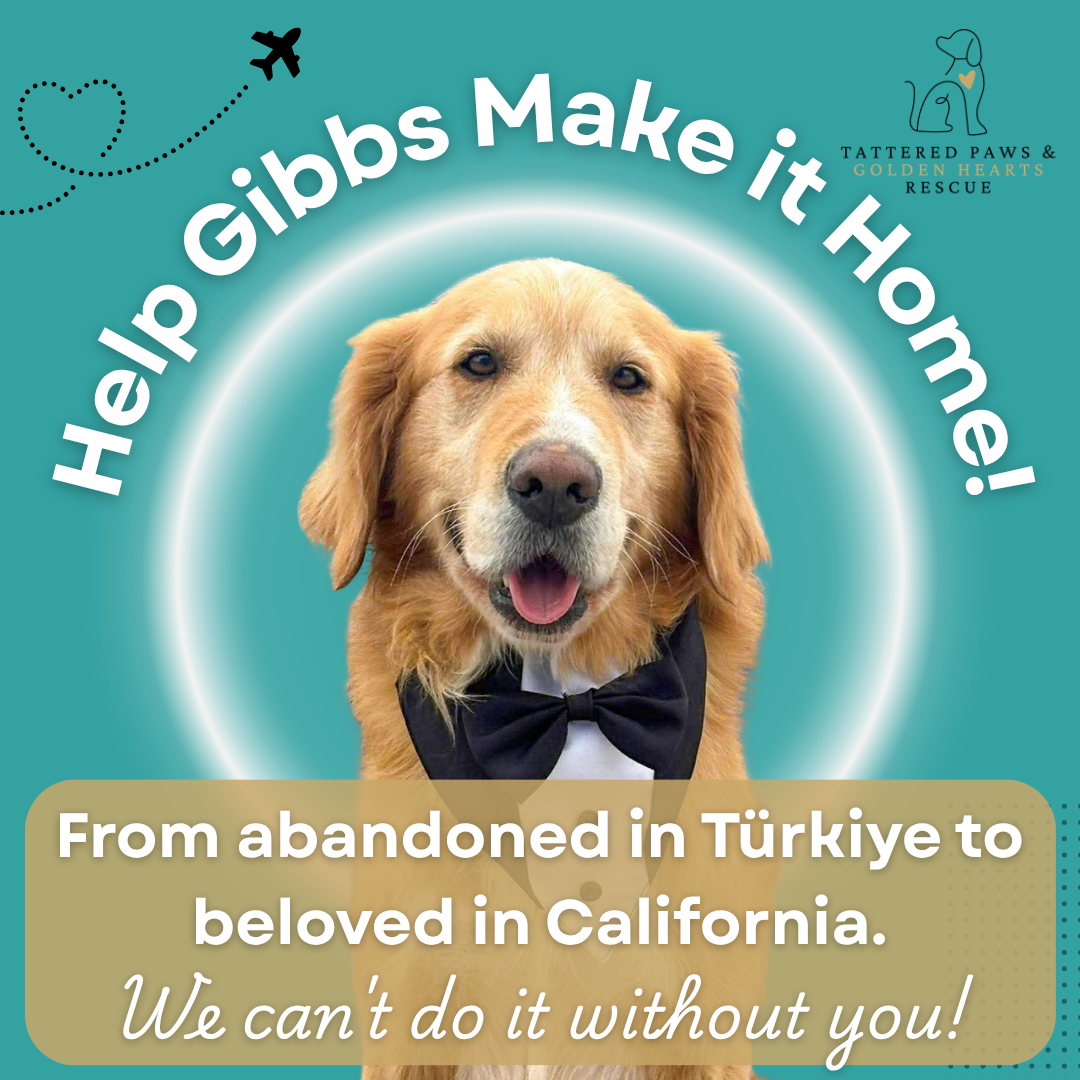 Campaign cover image for Help Gibbs Make it Home!